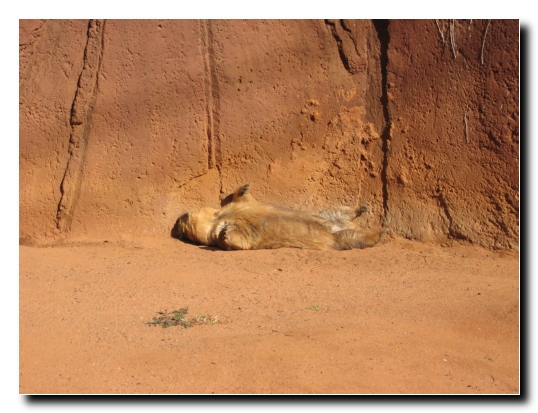 08 WOMBAT